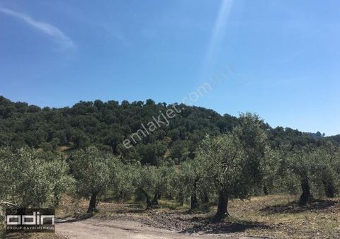 Odin'de Altınoluk Narlı Mevki Deniz Manzaralı 51 Dönüm Zeytinlik