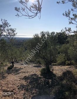 Odin Group'tan Çamcı Köyü'nde 1,5km Uzaklıkta 6 Dönüm Zeytinlik