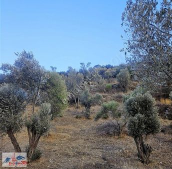 Karaburun Da Mükemmel Arazi Çok Uygun