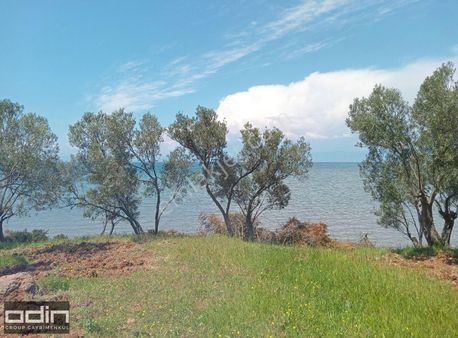 Ayvalık Sahilkent Mahallesinde Denize Sıfır Zeytinlik