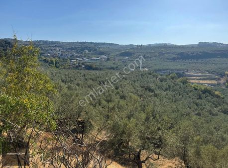 Mudanya Aydınpınar Mah Satılık Zeytinlik