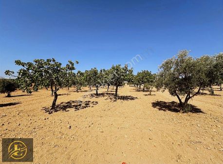 Ekol'den Tek Tapu Yolu Mevcut Yetişkin Fıstık Elektik Su Yakın!!