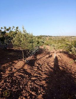 Ekol'den Küçük Parça Yola Sıfır Kaynaklı Da Arazi