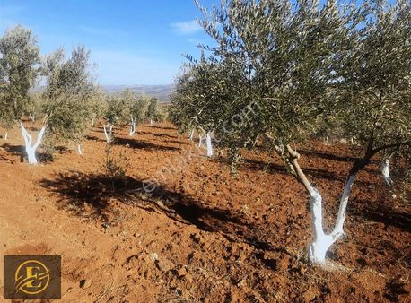 Ekol'den Arazi Bu Fiyata Arazi Yok