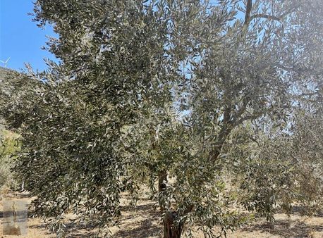 Müstakil Tapu Etrafı Tel Çevrili 3065 M2 Bahçemiz Satılıktır