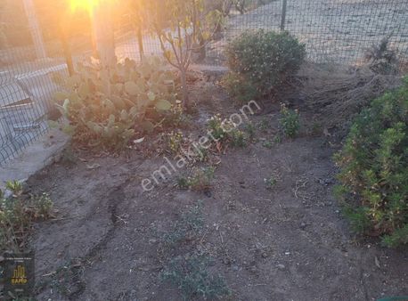 Kazdaglarının Etegınde, Bu Fıyata Baska Yok.