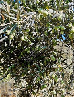 Efeler De Müstakil Parsel 724 M 2. Zeytinlik