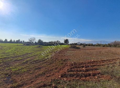 Odabaşı Nda Tek Tapu Satılık Tarla Kadastro Yoluna Cephe 4.355m2