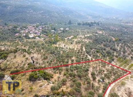 Tire Akçaşehir Köyünde Satılık Zeytinlik