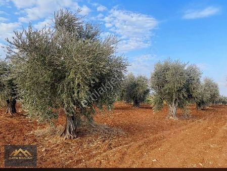 Kilis Merkez Süngütepe 9 Dönüm Tonluk Zeytinlik Acil Satılık