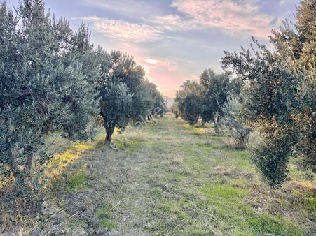 Saruhanlı Gökçeköy De 5.750 M2 Zeytinlik , Suyu Var