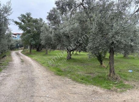 Göllüce' De Göle 150 Metre En Büyük Ve En Ucuz Kupon İmarlı Arsa