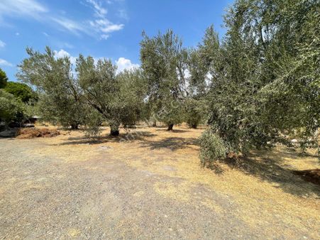 Dikili Bademli De Yatırıma Uygun Acil Satılık Zeytinli Tarla