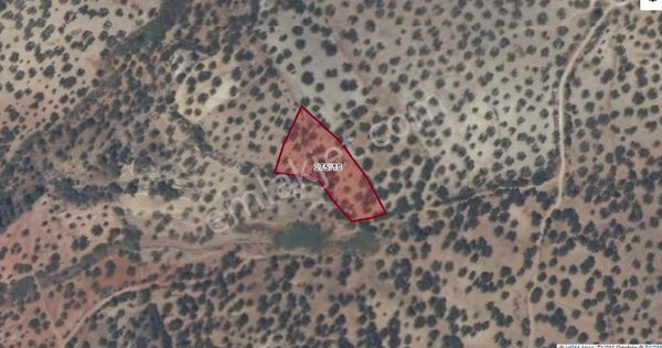 Bergama Zeytindagda Tarla-60 Adet Yetişkin Zeytin Agac Var