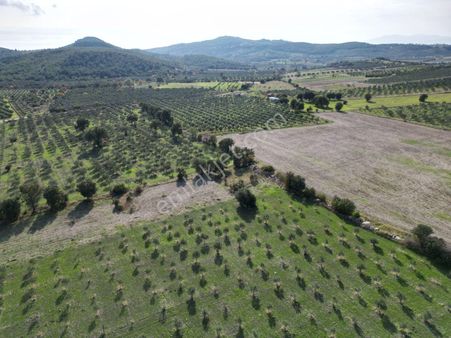 Menemen Türkellide 1500m2 Satılık Tarla