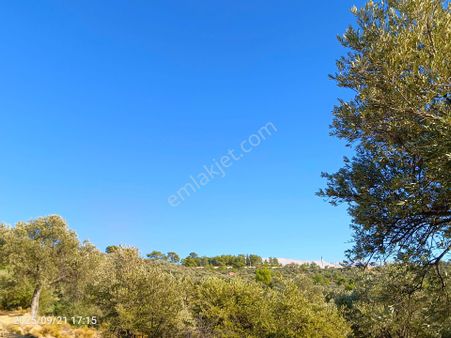 Sarıyerde Satılık Zeytin Bağçesi