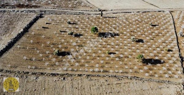 Realite Tapu Hüseyin'den Şehre Yakın Fıstıklık