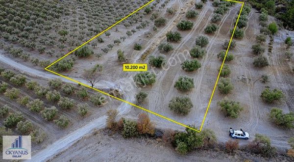 Hacımusa Da 10.200 M2 Zeytinlik , Yolu Var