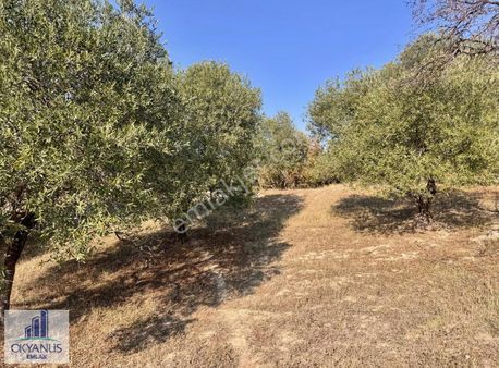 Hacımusa Da 3.900 M2 Zeytinlik, Köye Arsalara 70 Mt Uzak