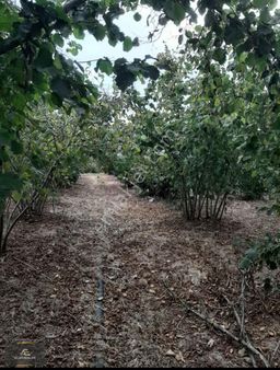 Alan Emlaktan Çarsamba Sefalida Tam Yatırımlık Bir Arsa Kaçmaz