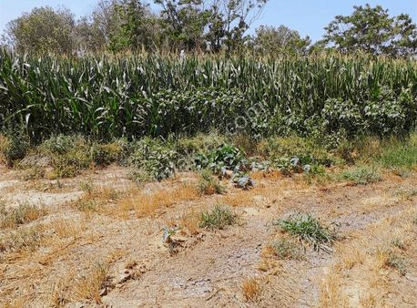 Temenos'tan Dazkırı'da Yatırımlık Mükemmel Bahçe- Tarla
