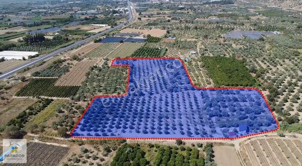 Aydın Sultanhisar Atça Mahallesinde Satılık 30385 M² Bahçe