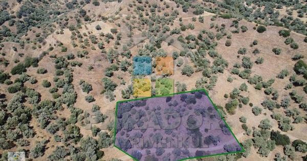 Aydın Sultanhisar Yağdere Mahallesinde Satılık 2734 M² Zeytinlik