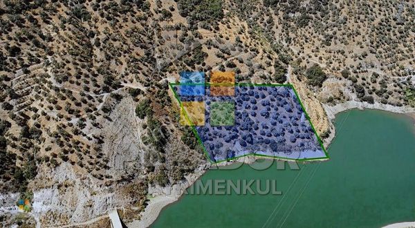 Aydın Sultanhisar Demirhan Mahallesi Satılık 9963 M² Zeytinlik