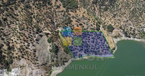 Aydın Sultanhisar Demirhan Mahallesi Satılık 9963 M² Zeytinlik
