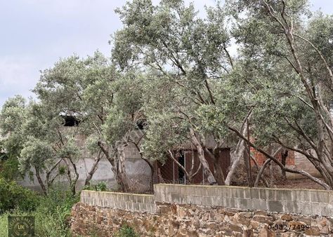 Uğur'dan Aydın Çine Çaltı Mah. İmarlı Satılık Arsa