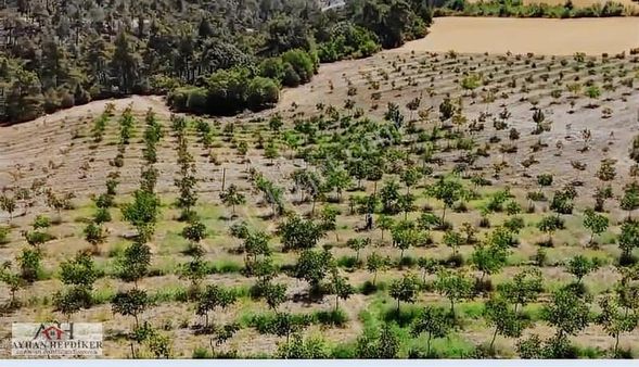 Satılık Arsa ( Osmaneli / Avdan )