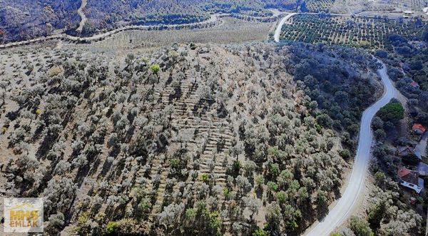 Kavakderede Anayol Cepheli Köyiçi İmarlı 10 Dönüm Satılık Arazi