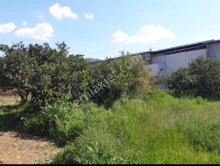 900 M2 Arsa Söke Bagarasında