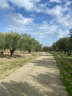 Fiber Emlak Akhisar Hamidiye Mh Yola 76 Mt Cepheli Tek Tapu 5090 M2 Zeytinlik