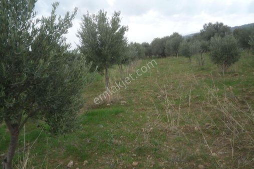 İzmir Torbalı Gold Emlaktan Satılık Zeytin Bahçesi