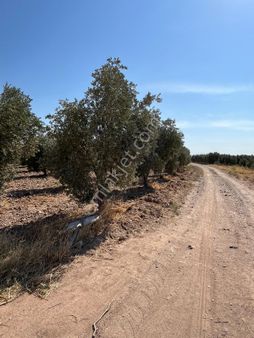 Fiber Emlak Akhisar Yenidoğan Mh Yol-suyu Olan Zeytinlik