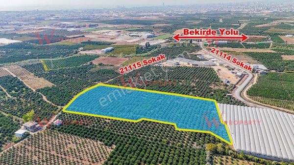 W Property'den Satılık Bekirde'de Bakımlı Narenciye Bahçesi