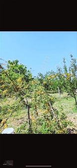 Dilek Aydoğan'da 10 Dönüm Satılık Kayısı Bahçesi