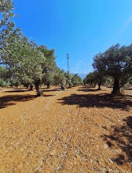 Ana Yola Yakın Dagkızılcada 7805 M2 Tek Tapu