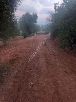 Manisa Belenyenicede Satılık Zeytinlik