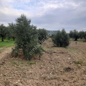 Akhisar Büknüşte 1755m2 Zeytinlik