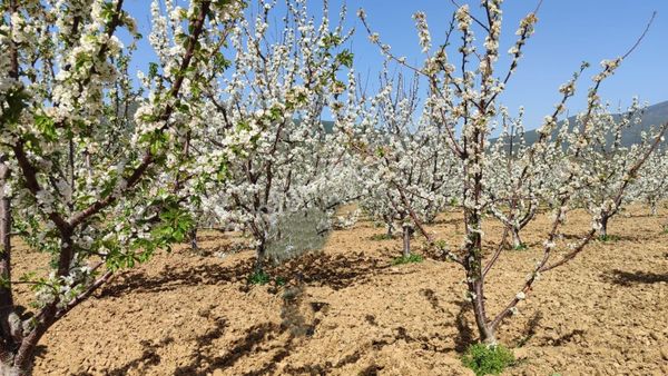 Kemalpaşa Vişneli'de 19.059m² İki Parça Kiraz Bahçesi