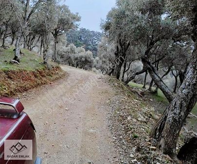 Bayındır Sarıyurt 1332m2 Zeytin Ağaçlı Tek Tapu Yatırımlık Tarla