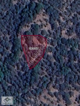 Bayındır Sarıyurt 766m2 Zeytin Ağaçlı Tek Tapu Yatırımlık Tarla