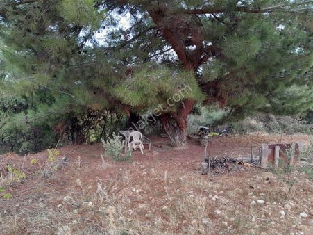 Manisa Yunusemre Turgutalp Mah. 1200 M2 Satılık Bağ-bahçe