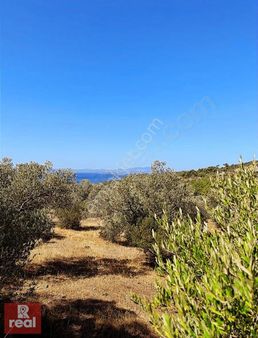 Cunda'da Tiny House'a Uygun Deniz Manzaralı Zeytinlik