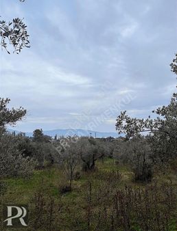 P&r Gayrimenkul'den Yalı Mahallesinde Satılık Zeytinlik