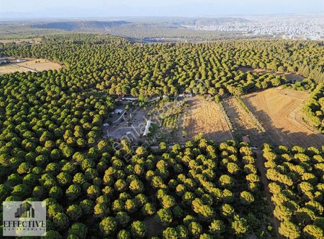 Antalya Kepez Duacıda Doğayla İç İçe 20 Dönüm Yatırımlık Tarla