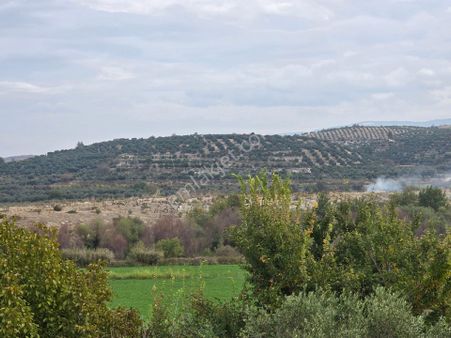 Karacasu Yenice'de Yatırım İçin Fırsat Zeytinlik