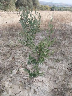 Yunusemre Sarma Mahallesi'nde Satılık 2375 M2 Zeytinlik